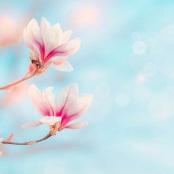 Magnolia blooming at blue sky with bokeh and sunlight. Spring nature background Springtime outdoor concept. Magnolia tree blossom