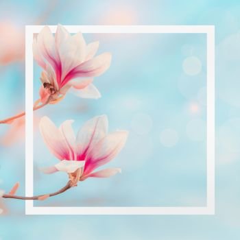 White frame at spring nature background with magnolia blooming at blue sky with bokeh. Springtime layout. Magnolia tree blossom
