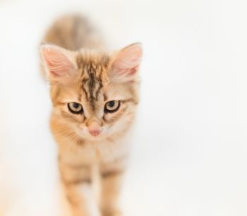 Portrait of young red serious cat at light background. Purebred Siberian kitten.