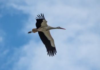 white and black stork flying