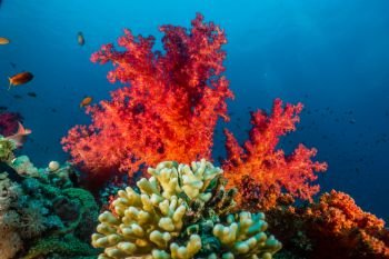 Coral reefs and water plants in the Red Sea