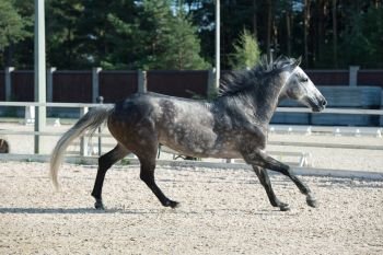 Running  grey sportive horse in manage