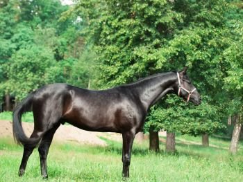  beautiful black young Trakehner stallion