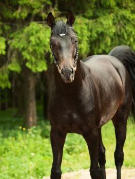  portrait of beautiful black Trakehner stallion posing at tree background