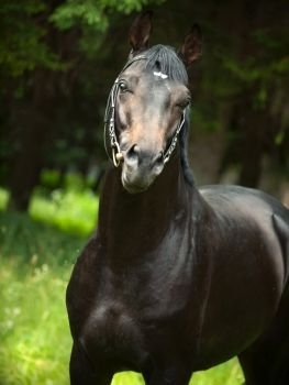  portrait of beautiful black Trakehner stallion posing at tree background