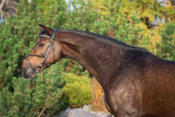 portrait of sportive warmblood horse at pine trees background