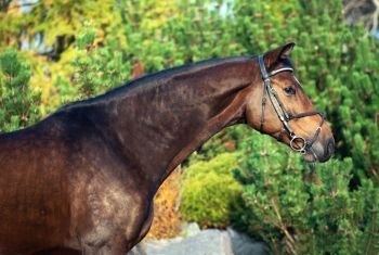 portrait of sportive warmblood horse at pine trees background