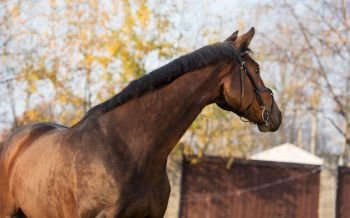 portrait of sportive warmblood horse at fall background