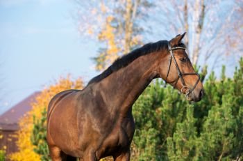 portrait of sportive warmblood horse at fall background