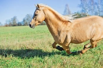 running palomino welsh pony with long mane posing at freedom