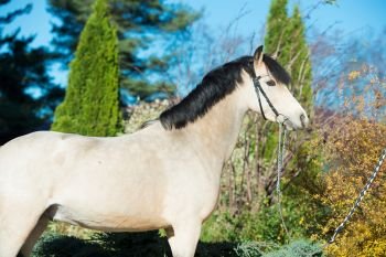 portrait of light-buckskin welsh pony