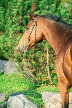  portrait sportive warmblood horse posing against stable
