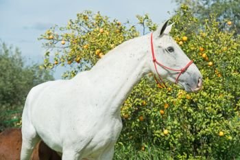 white spanish mare posing against tangerine tree. Andalusia. Spain