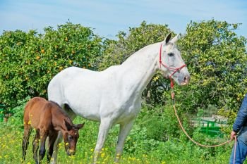 white spanish mare with her foal posing against tangerine tree . Andalusia. Spain