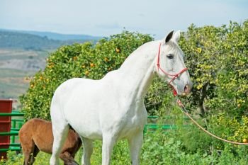 white spanish mare with her foal posing against tangerine tree . Andalusia. Spain