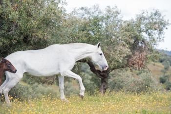 brood spanish mare walking in olive garden with her foal. Andalusia. Spain