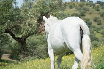 brood spanish mare walking in olive garden. Andalusia. Spain
