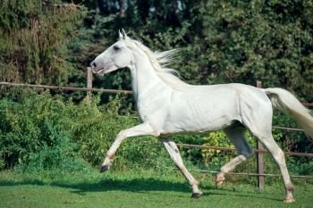  running white beautiful  Orlov trotter stallion in paddock.