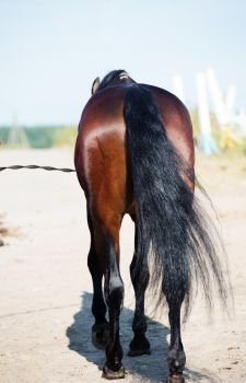 walking sportive horse with long tail. back view