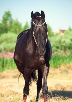 walking  black horse at field background