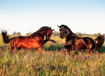 couple of Trakehner stallions in meadow