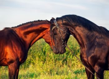 couple of Trakehner stallions