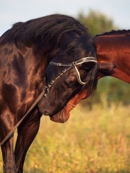 couple of Trakehner stallions