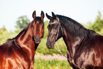 couple of Trakehner stallions in meadow