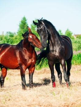 Two Trakehner stallions in meadow