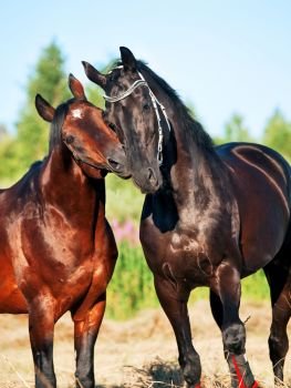 Two Trakehner stallions in meadow