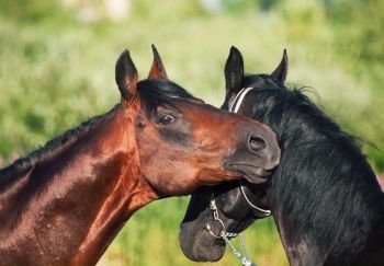 portrait of two  Trakehner stallions
