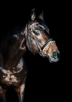 portrait of horse in low key at black background