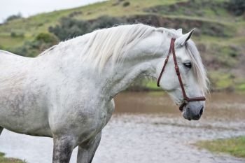 portrait of white  pure  spanish stallion posing  into  lake. Andalusia. Spain