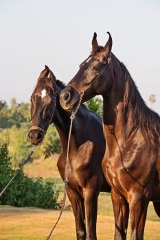 black Marwari mares  posing together. India