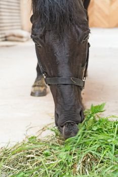 portrait of feeding  black horse in stable