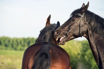 double portrait of  breed playing stallions. close up