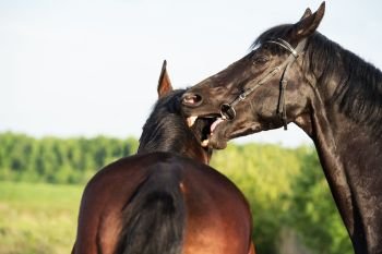 double portrait of  breed playing stallions. close up