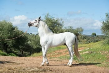 white pure Andalusian stallion poseing in  garden. Andalusia. Spain