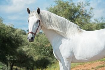 white pure Andalusian stallion poseing in  garden. Andalusia. Spain