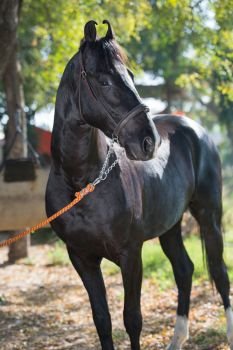 portrait of beautiful  black  Marwari breed stallion posing in garden. traditional indian bre