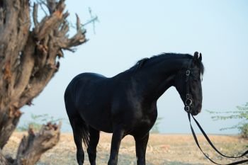  portrait of beautiful black Marwari young stallion poseing nearly old tree. RAjasthan, India