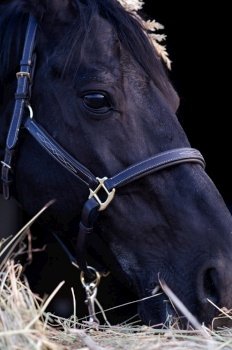 portrait of beautiful black horse posing nearly hay agaist black background. close up