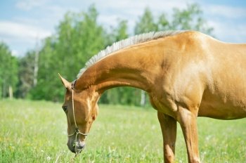  portrait of beautiful golden - creamello purebred Akhalteke mare posing in field. Russia