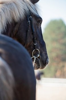 portrait of beautiful chocolate  gipsy horse posing at open air  manege. close up