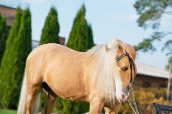  portrait of beautiful  palomino sportive welsh pony posing near stable. autumn season