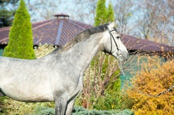 portrait of beautiful sportive gray horse posing in nice stable garden. autumn time