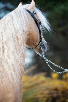  portrait of beautiful  palomino welsh pony stallion posing at nice stable garden. close up