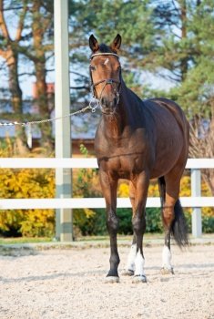 sportive warmblood horse posing in open manege. fall season