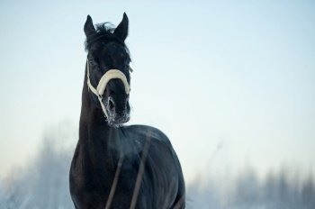 portrait of  black beautiful  horse  running at meadow. close up. winter season