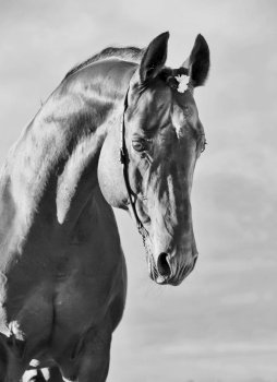 beautiful portrait of wonderful   sportive  stallion. sunny enening